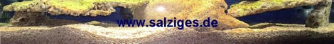 Banner www.salziges.de