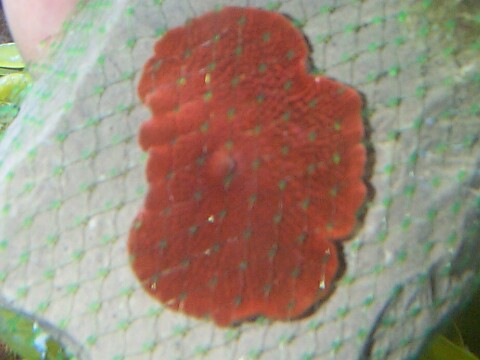 anemone-netz