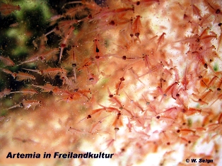 Freiland-Artemia